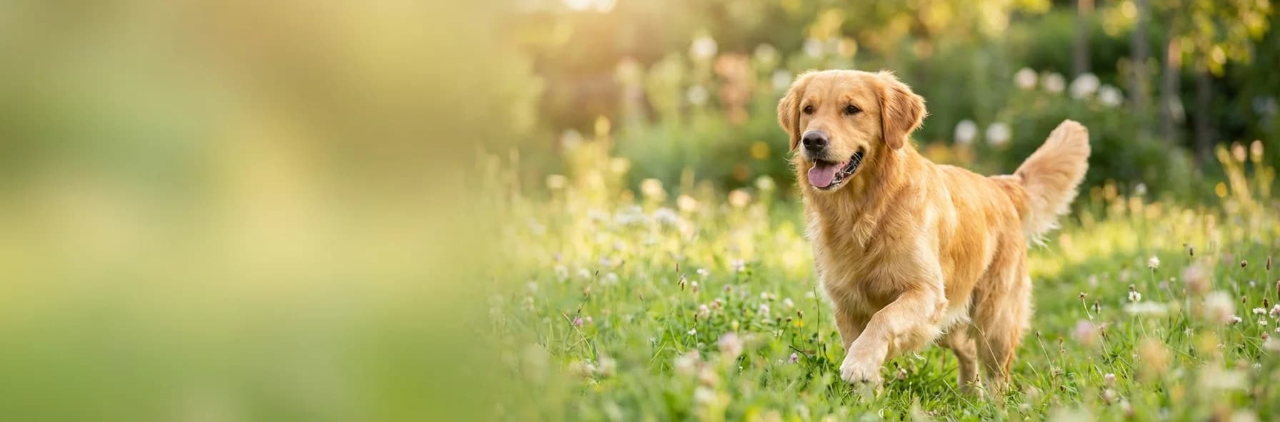 Simparica TRIO — All-in-One-Schutz